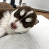 シベリアンハスキー