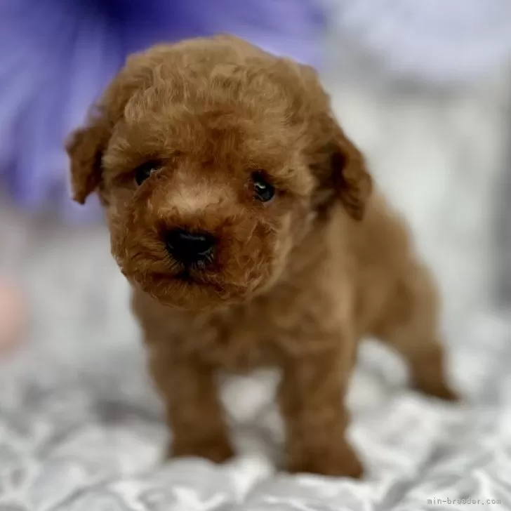 らんもこ 様のお迎えした子犬