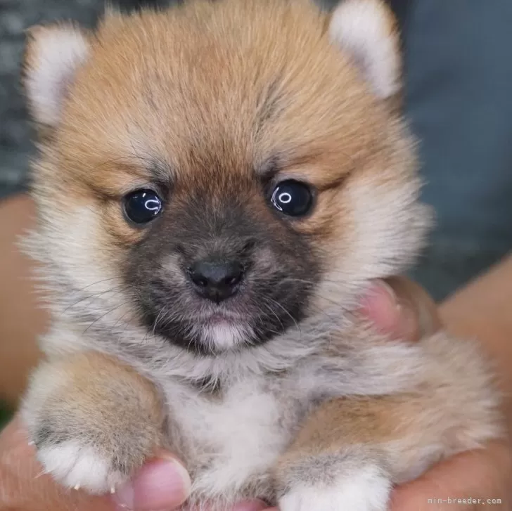 H.K 様のお迎えした子犬