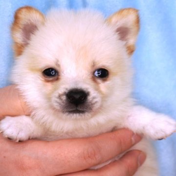 ポメ柴(ポメラニアン×豆柴犬)【長野県・男の子・2024年12月30日・白】の写真「抱っこ大好き❣️」