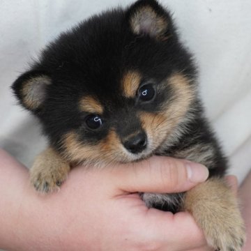 ポメ柴(ポメラニアン×豆柴犬)【長野県・男の子・2024年12月23日・黒】の写真「人懐っこい男の子です♫」