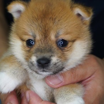 ポメ柴(ポメラニアン×豆柴犬)【長野県・女の子・2024年6月2日・赤】の写真「白い靴下履いてます❣️」