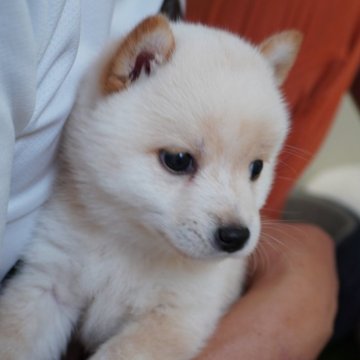 柴犬(豆柴)【長野県・男の子・2024年5月1日・白】の写真「甘えん坊❣️」