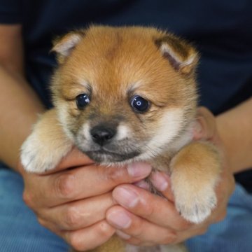 ポメ柴(ポメラニアン×豆柴犬)【長野県・女の子・2024年6月2日・赤】の写真「好奇心旺盛な女の子です♪」