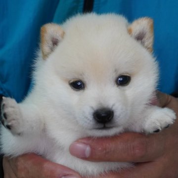 柴犬(豆柴)【長野県・男の子・2024年9月1日・白】の写真「人懐っこい男の子です♫」