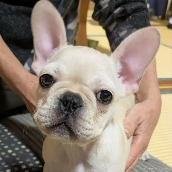 Y.S 様のお迎えした子犬