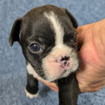 フレンチブルドッグ【広島県・男の子・2024年10月24日・ブリンドル】の写真「小柄で粋な男の子です。」