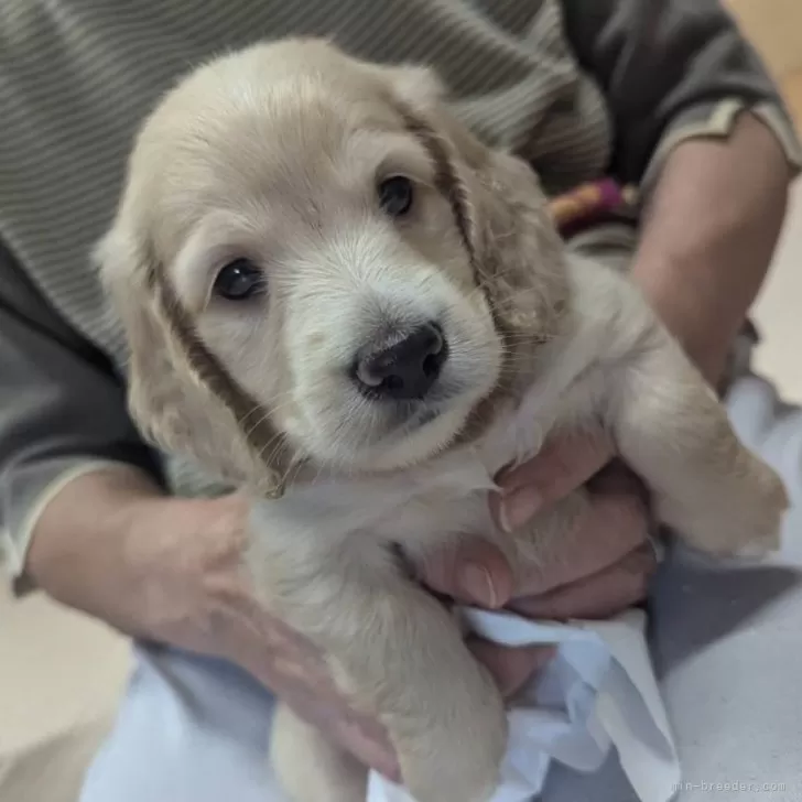 チャッピー 様のお迎えした子犬