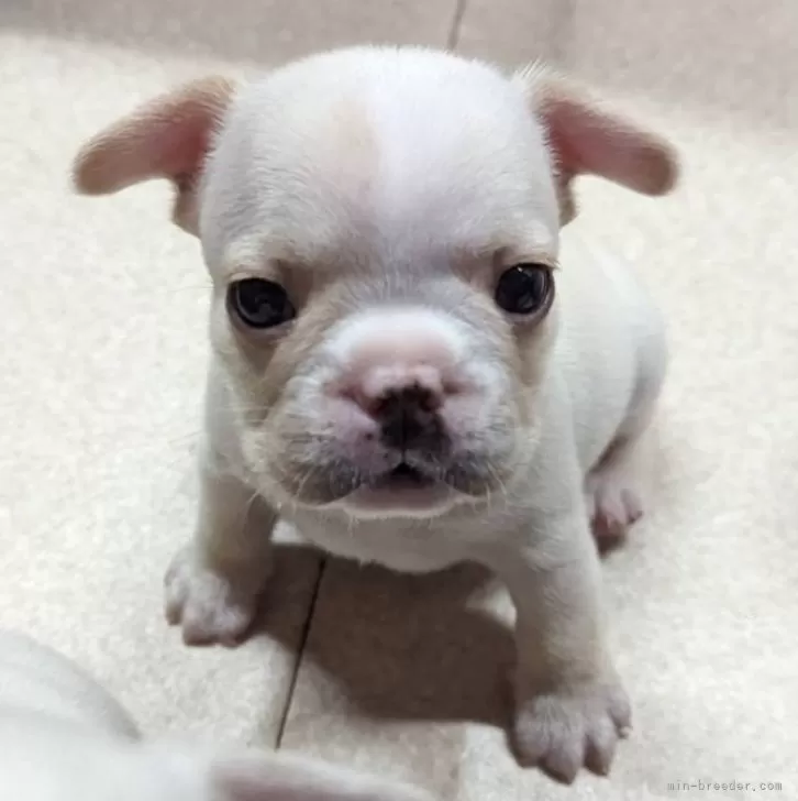 たま 様のお迎えした子犬