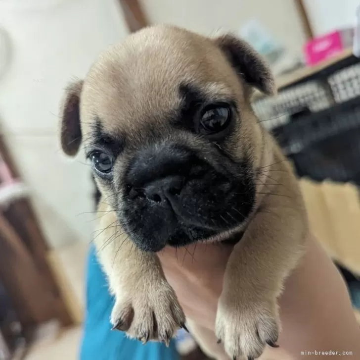 ぶー太 様のお迎えした子犬