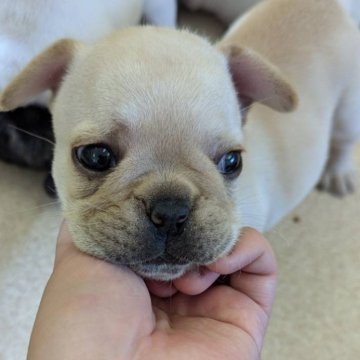 フレンチブルドッグ【広島県・女の子・2024年6月20日・クリーム】の写真「お値引きすみ」