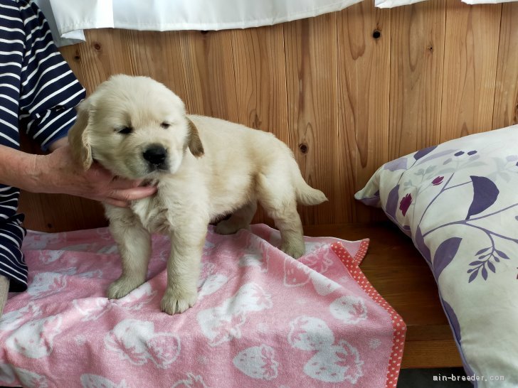 ゴールデンレトリバー 香川県 男の子 21年4月日 ゴールデン かわいい穏やかな 良い仔犬です みんなのブリーダー 子犬 Id 2106