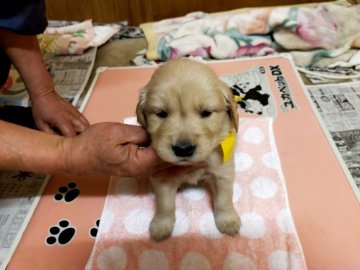 ゴールデンレトリバー【香川県・女の子・2021年1月21日・ゴールデン】の写真「かわいい系の女の子です。」