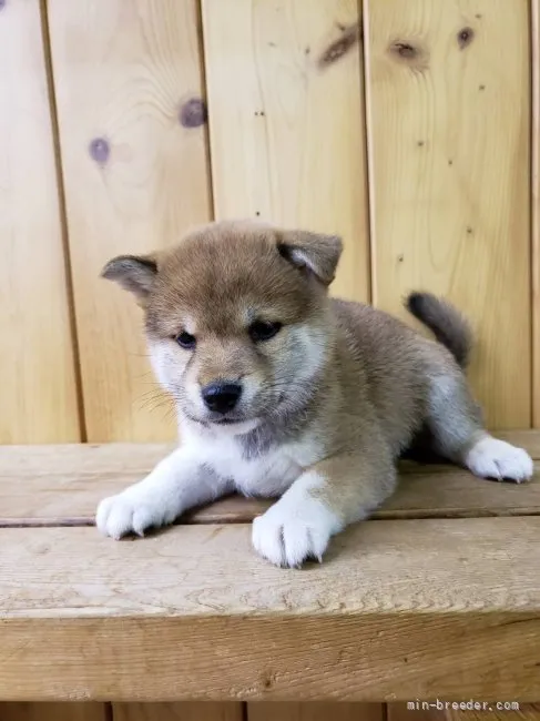 柴犬(標準サイズ)【大阪府・男の子・2021年11月5日・赤】の写真1