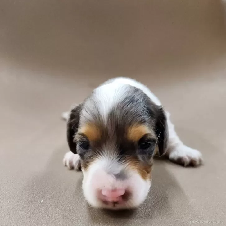 くっちゃん 様のお迎えした子犬