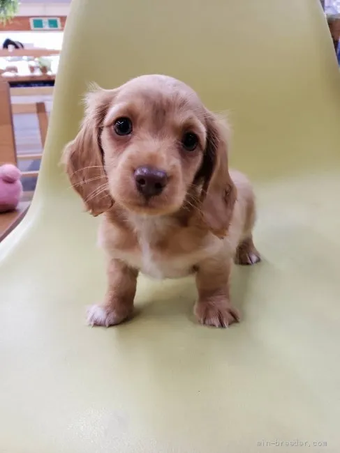 えりか 様のお迎えした子犬