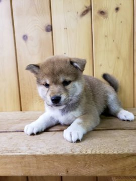 柴犬(標準サイズ)【大阪府・男の子・2021年11月5日・赤】の写真「可愛い柴犬の男の子です。」