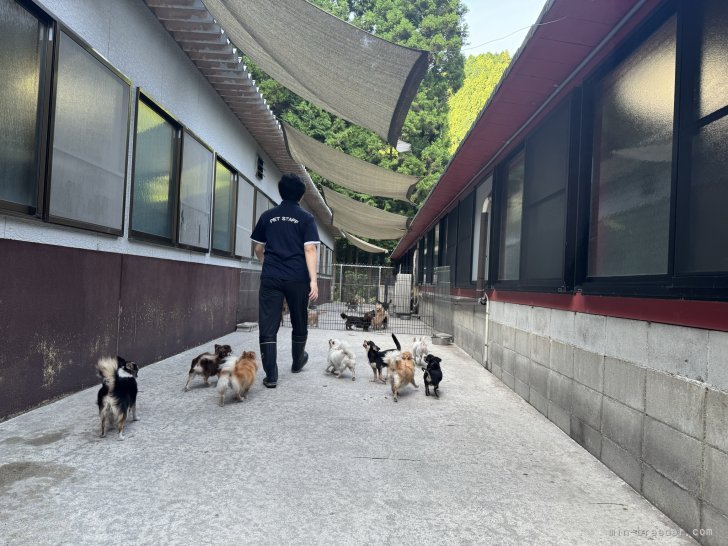 みんな仲良く運動中🐾広場の運動スペース🐶｜大江　昇(おおえ　のぼる)ブリーダー(三重県・ミニチュアシュナウザーなど・JKC登録)の紹介写真4