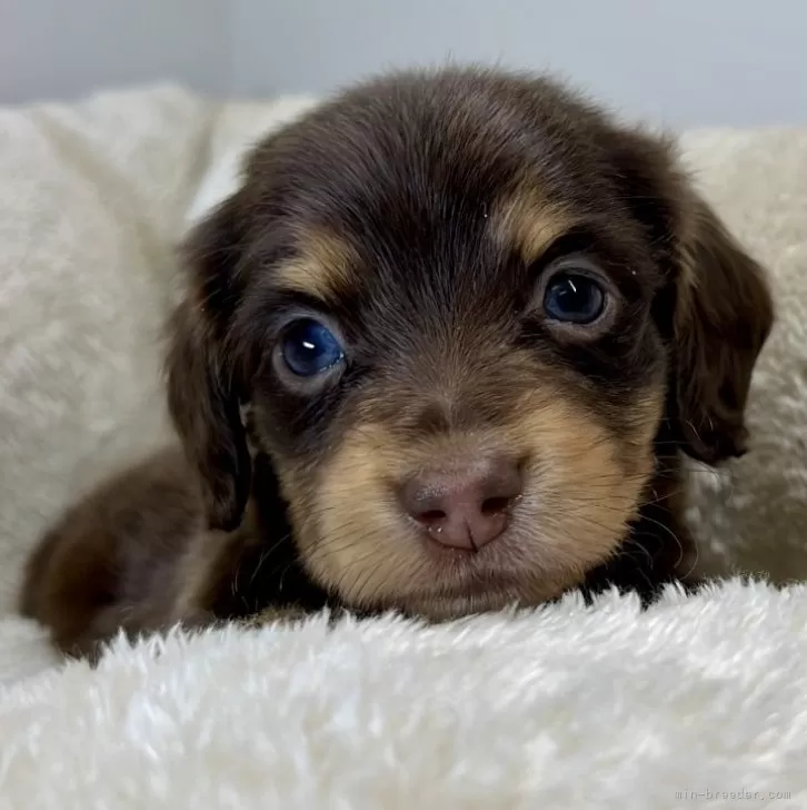 ヒロ 様のお迎えした子犬