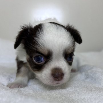 埼玉県のチワワ(ロング)の子犬を探す｜ブリーダー直販の子犬販売【みんなのブリーダー】