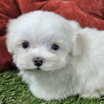 マルチーズ【三重県・男の子・2024年10月8日・ホワイト】の写真「掲載は12/10までですっ🐶」