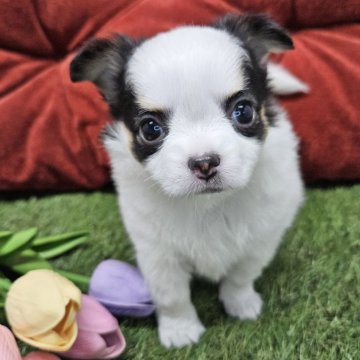 チワワ(ロング)【三重県・女の子・2025年2月19日・トライ】の写真「珍しい毛色の女の子🐶綺麗な毛色の美人さん✨️」