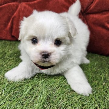 マルチーズ【三重県・女の子・2024年12月7日・ホワイト】の写真「大人しめの女の子🐶🎀掲載は2/11まで🐶」