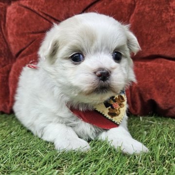 マルチーズ【三重県・女の子・2024年12月7日・ホワイト】の写真「大人しめの女の子🐶🎀」