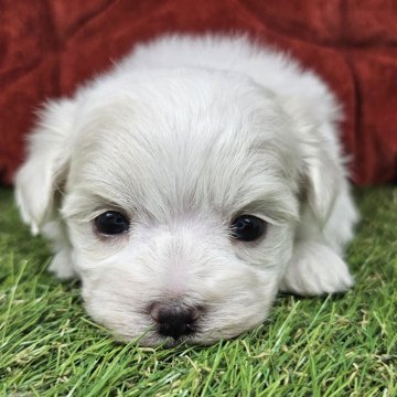 マルチーズ【三重県・男の子・2024年12月7日・ホワイト】の写真「寝る子は育つ🐶寝る事大好き✨」