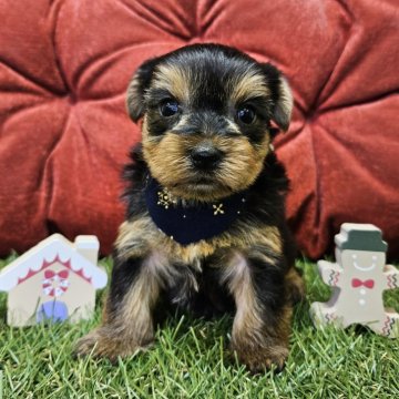 ヨークシャーテリア【三重県・男の子・2024年10月29日・スチールブルー&タン】の写真「甘えんぼさんな男の子🐶」