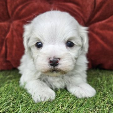 マルチーズ【三重県・男の子・2024年12月7日・ホワイト】の写真「寝るのがだいすき末っ子くん🐶」