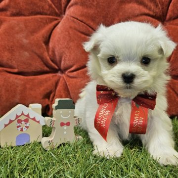 マルチーズ【三重県・男の子・2024年10月8日・ホワイト】の写真「大人しい性格の男の子🐶」