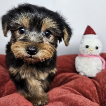 ヨークシャーテリア【三重県・男の子・2024年10月29日・スチールブルー&タン】の写真「甘えんぼさんな男の子🐶」