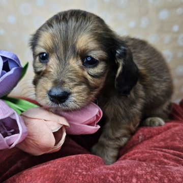 ミニチュアダックスフンド(ロング)【三重県・男の子・2025年1月3日・レッド】の写真「男の子🌟甘えたさんです✨」