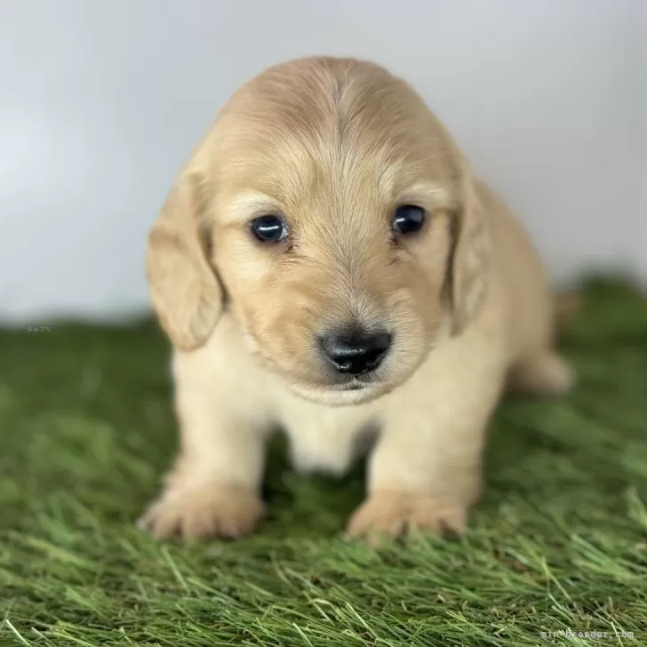 三重県　茶々 様のお迎えした子犬