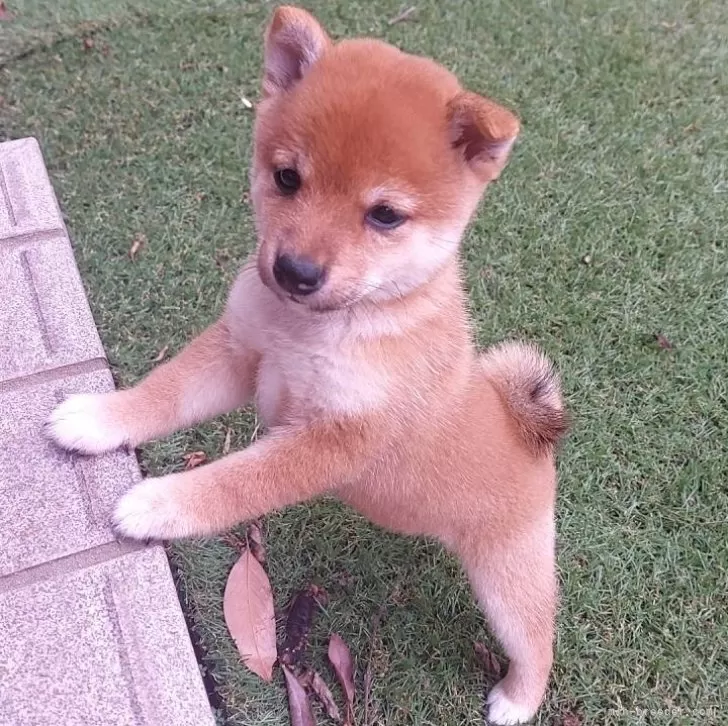 豆柴【熊本県・女の子・2024年8月26日・赤】の写真1「可愛いおてて🐶」