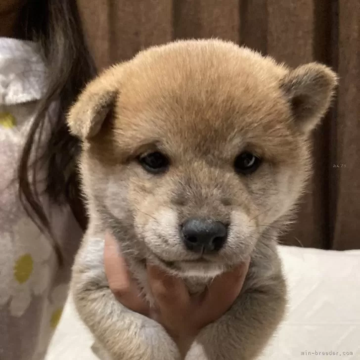 豆柴【福岡県・男の子・2024年11月23日・赤】の写真1「目がトローンとして可愛いです」