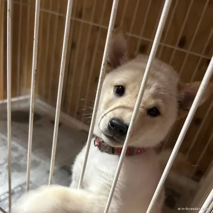 S.O 様のお迎えした子犬