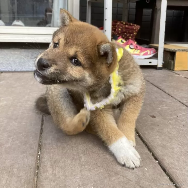 豆柴【福岡県・男の子・2023年12月16日・赤】の写真1「柴犬らしい顔付きになってきました。」