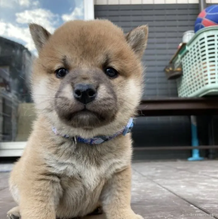 柴犬(標準サイズ)【福岡県・男の子・2023年10月28日・赤】の写真1「ホワイトカラーが入ってイケメンです。」