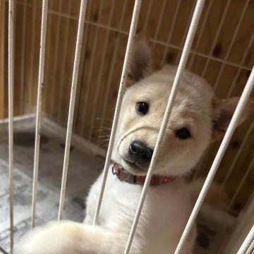 柴犬(豆柴)【福岡県・男の子・2024年7月4日・白】の写真「価格下げました。」