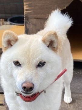 柴犬(豆柴)【福岡県・女の子・2020年9月1日・白】の写真「白色の豆柴で他の犬とも仲良く出来ます。」