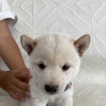 柴犬(豆柴)【福岡県・女の子・2024年7月4日・白】の写真「コロコロしてます」