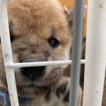 柴犬(豆柴)【福岡県・男の子・2023年10月27日・赤】の写真「豆柴の男の子で寂しがり屋のようです。」