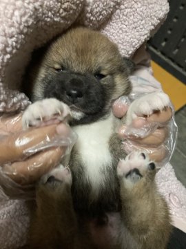 柴犬(標準サイズ)【福岡県・男の子・2022年10月22日・赤】の写真「クリスマス価格に変更しました。癒されます。」