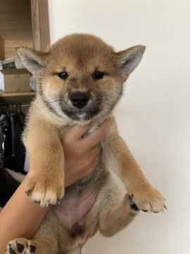 柴犬(標準サイズ)【福岡県・女の子・2022年3月9日・赤 色も可愛い色です。】の写真「顔も色も可愛い子になってきました。」