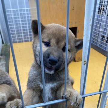 柴犬(標準サイズ)【福岡県・男の子・2023年10月27日・赤】の写真「マイペース良く寝てます。」