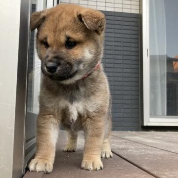 柴犬(標準サイズ)【福岡県・男の子・2022年10月22日・赤】の写真「年末が近いので価格改定」