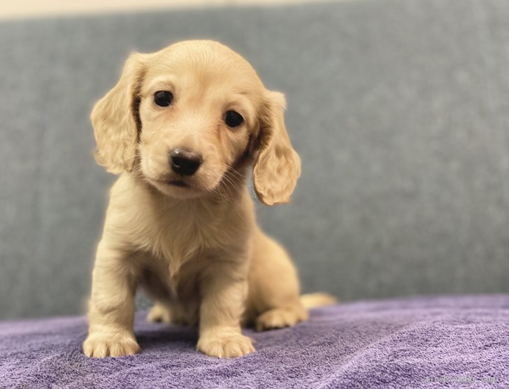 カニンヘンダックスフンド ロング の子犬