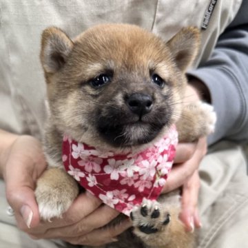 柴犬(豆柴)【宮崎県・女の子・2024年12月2日・赤】の写真「未掲載の子犬も沢山います！」